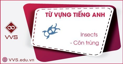 Từ vựng tiếng Anh về côn trùng | TẦM NHÌN VIỆT - VVS