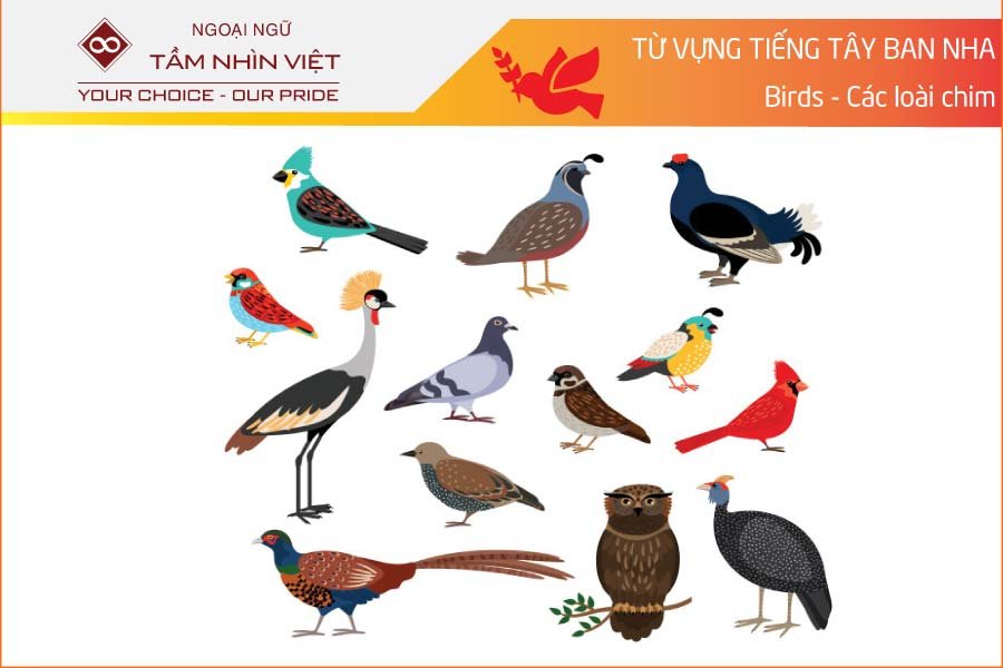 Tên các loài chim trong tiếng Tây Ban Nha VVS