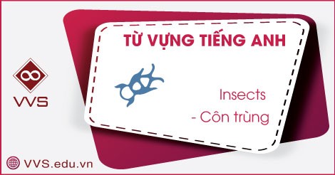 Từ vựng tiếng Anh về côn trùng - VVS