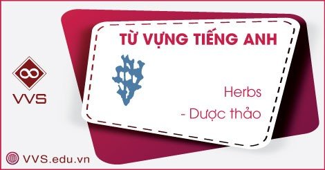 Từ vựng tiếng Anh về thảo dược - VVS