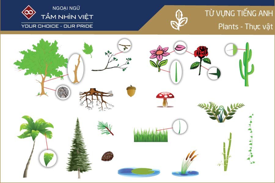 Từ vựng tiếng Anh về thực vật - Tầm Nhìn Việt