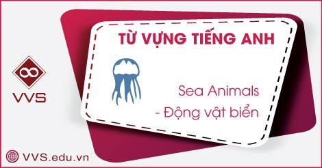 Từ vựng tiếng Anh về động vật biển - VVS